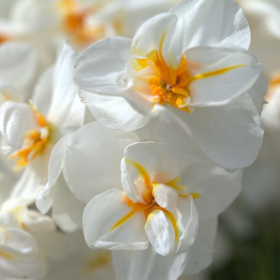 Narcissus 'Sir Winston Churchill'